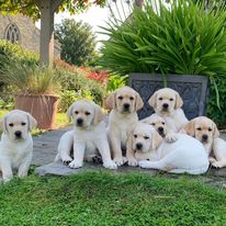 Seven Dogs for Good golden Labrador puppies sitting and cuddling. 