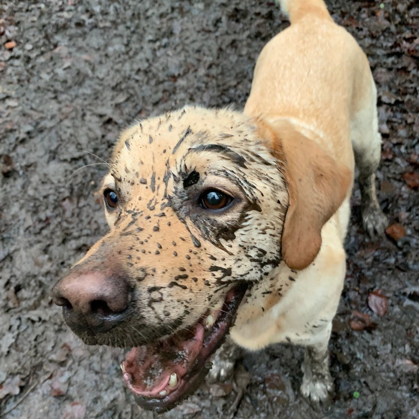 A mud-covered Dogs for Good golden Labrador looking up at the camera, mouth open.