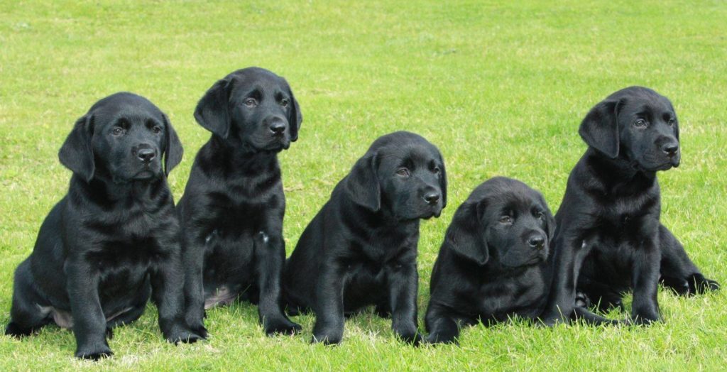 Five Dogs for Good black Labrador puppies sat on grass, looking toward the camera.