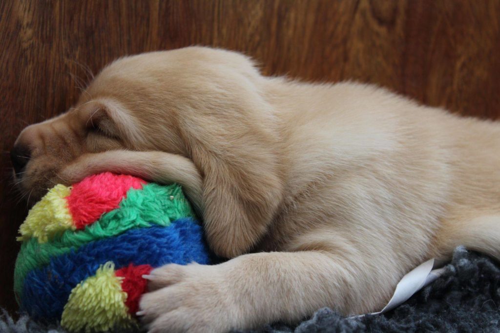 A Dogs for Good golden Labrador puppy chewing a brightly coloured striped ball.
