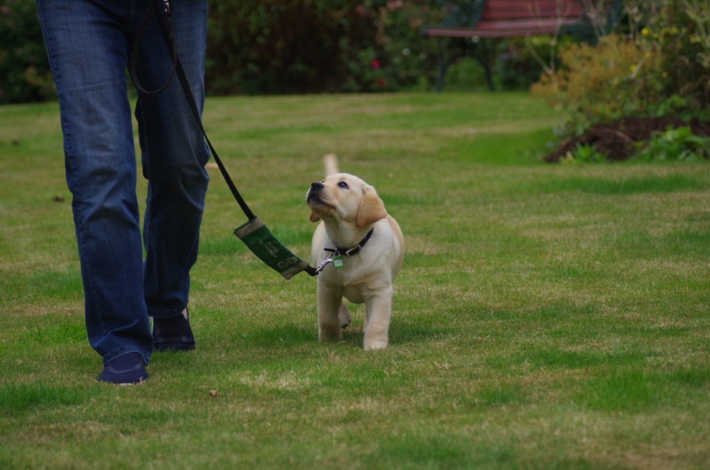Dogs for Good golden Labrador puppy on a lead walking in a garden.