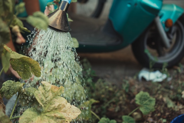A plant being watered from a watering can.